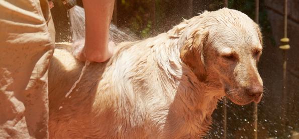 Cuidados com os pets em altas temperaturas