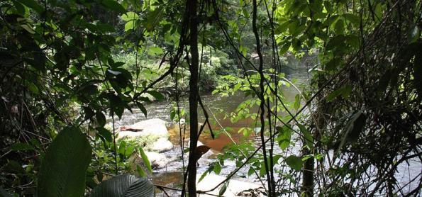 Parque das Neblinas conserva 7 mil hectares de Mata Atlântica