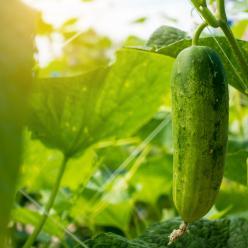 Cultivo de pepino em ambiente protegido