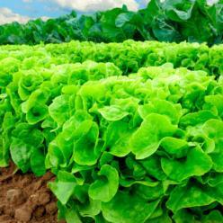 Produção local de legumes e verduras pode alimentar 20 milhões