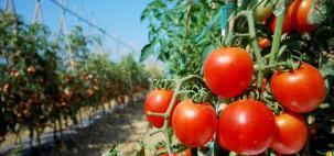 Tomate apresenta maior redução de preços para os consumidores