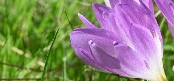 Substância de origem vegetal pode ser útil contra coronavírus