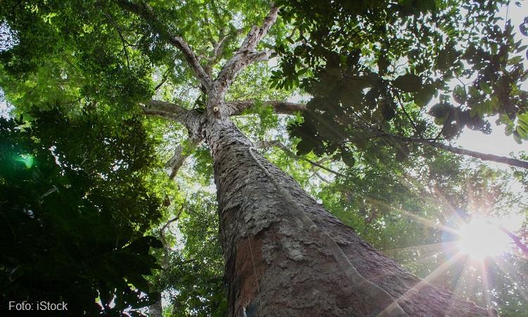 Para reduzir o desmatamento e a emissão de carbono na Amazônia