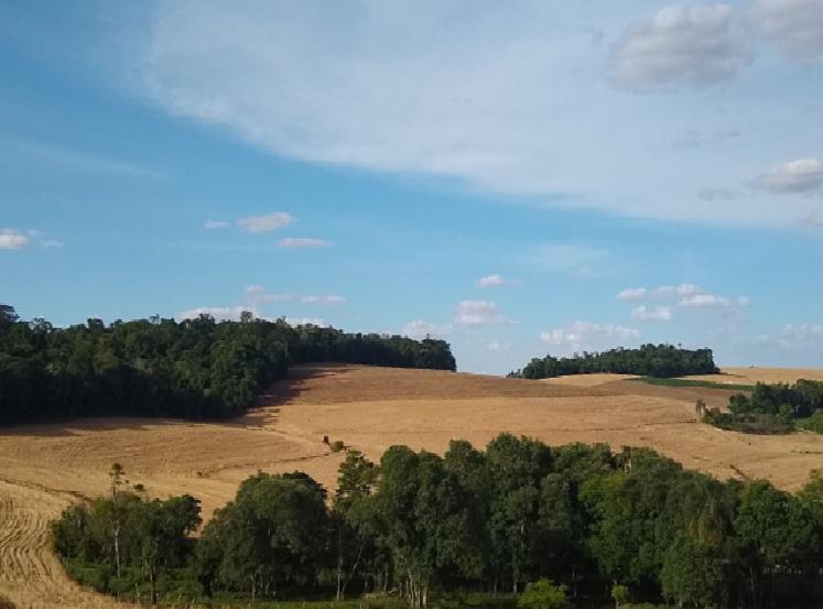 Foto: Anderson Biron - Panambi - RS 