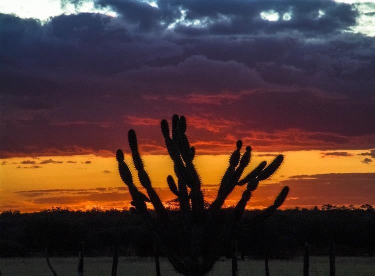 Você conhece os biomas brasileiros?