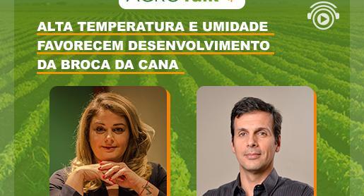 Temperatura alta e umidade favorecem a broca da cana no campo