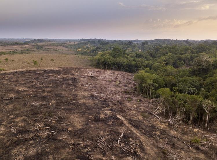 21 de março: Dia Internacional das Florestas- Amazônia pode estar chegando ao limite 21 de março: Dia Internacional das Florestas- Amazônia pode estar chegando ao limite