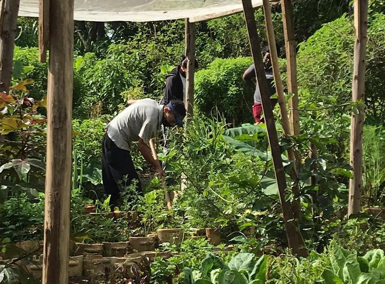 Hortas comunitárias: saúde, segurança alimentar e renda Hortas comunitárias: saúde, segurança alimentar e renda