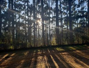 N-MG_Monte Verde por Nelson Pacheco 31-8-2-2020 amanhecer
