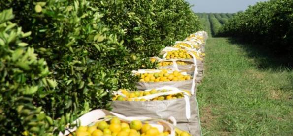 Reino Unido suspende tarifas de suco de laranja 