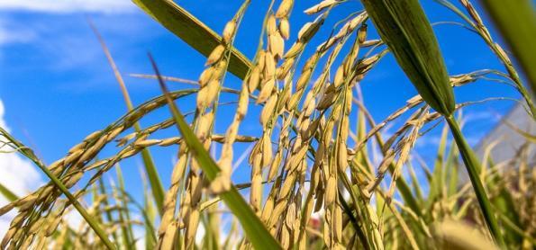 Clima favorece desenvolvimento do arroz
