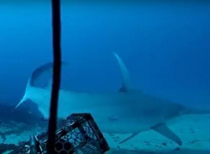 Foto: reprodução de video/Projeto Mega Fauna Marinha Ameaçada/Fundação Grupo Boticário.