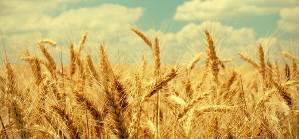 Produtividade de trigo tem alta de 16% no RS