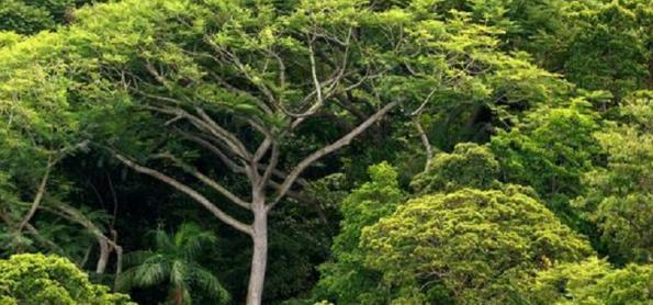 Desmatamento na Mata Atlântica Cai 25,9% em um Ano, Aponta Inpe