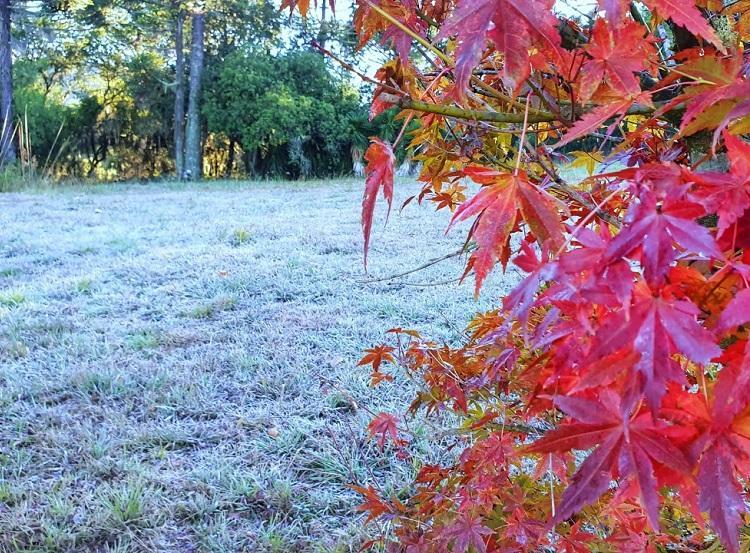Foto: Geada em São Joaquim (SC), por Mycchel Legnaghi 