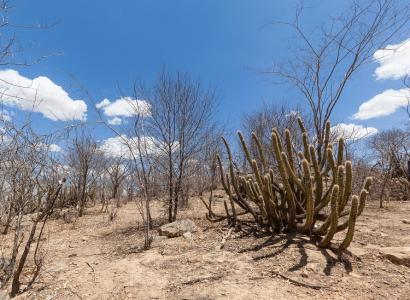 Foto: desertificação é um problema em áreas do Nordeste (iStock)