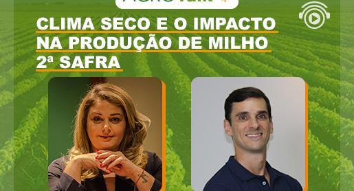 Clima seco e o impacto na produção de milho 2ª safra