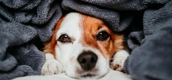 10 dicas de cuidados com os pets na estação mais fria do ano