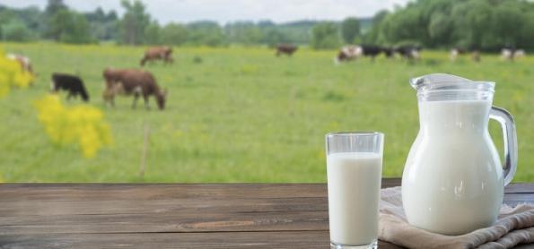 Setor de alimentação animal registra crescimento de 1,3%
