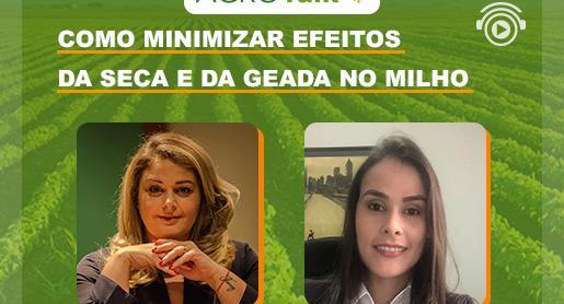 Como minimizar efeitos da seca e da geada no milho