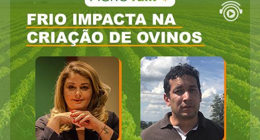 Frio impacta na criação de ovinos  