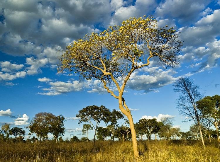 Segundo Maior Bioma Brasileiro Cerrado Ganha Site Multimídia Climatempo 0315