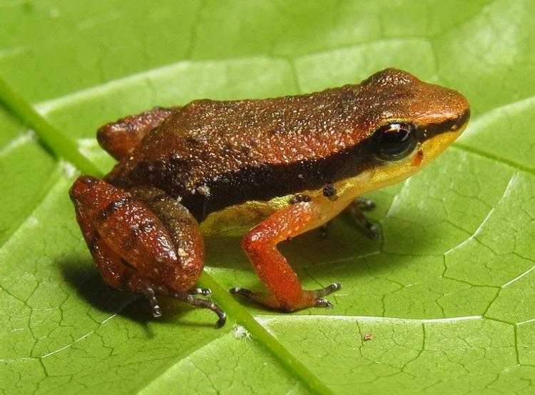 Foto: Allobates olfersioides /Crédito: Mauro Teixeira Junior.