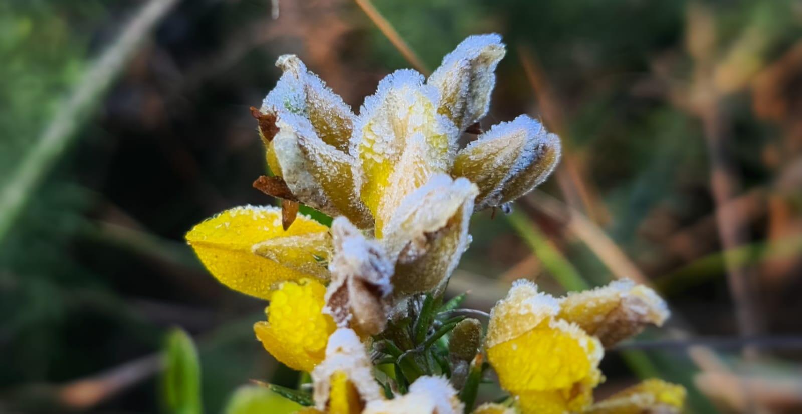 Mycchel-Legnaghi---São-Joaquim-Online_geada_flor0106