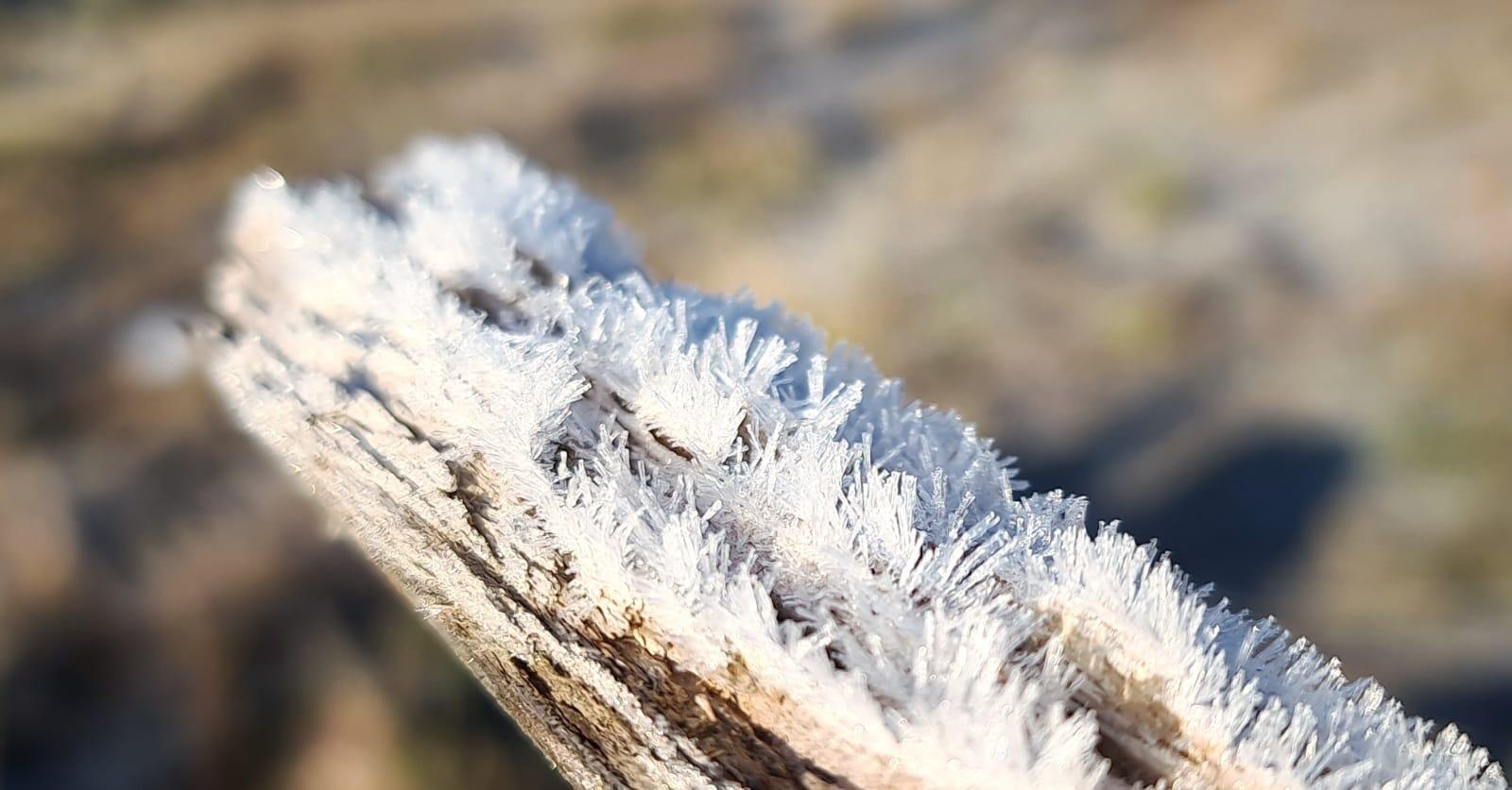 Mycchel-Legnaghi---São-Joaquim-Online_geada_madeira