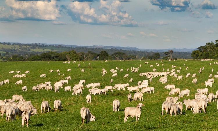 Brasil tem o maior rebanho bovino do mundo | Climatempo