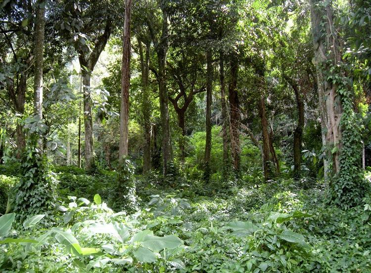 Foto: Mata Atlântica (iStock)