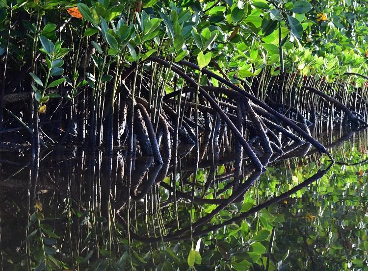 Foto: manguezal (iStock)