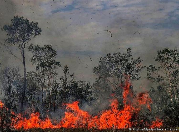 Foto: Floresta Amazônica já emite mais gás carbônico do que absorve, afirma estudo liderado por pesquisadora do Inpe.