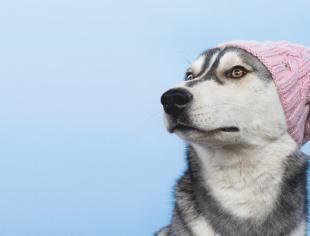 iStock-1282804703