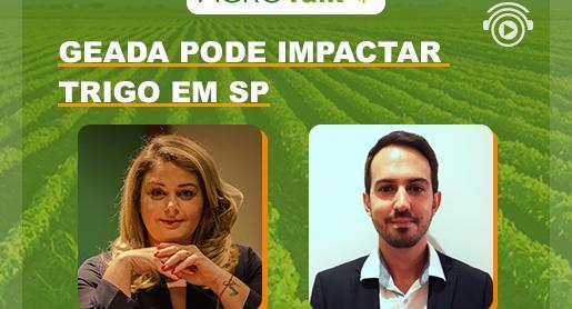 O impacto da geada no cultura do trigo é tema do Agrotalk