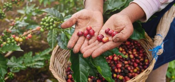 Mudanças no tempo afetam áreas produtoras de café