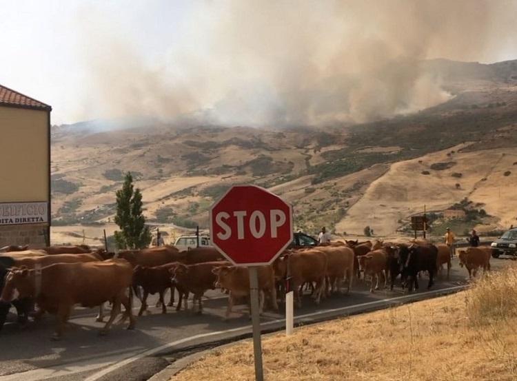 Incêndios em Palermitano, Itália em 10-8-2021 , por Vigili del Fuoco (Fonte: Fotos Públicas) Incêndios em Palermitano, Itália em 10-8-2021 , por Vigili del Fuoco (Fonte: Fotos Públicas)