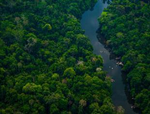 iStock_Floresta Amazônica