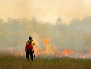 wildfire-in-everglades-grass-in-flame-and-fume-fireman-with-flame-in-picture-id1253278440