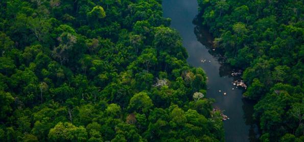 Inscrições para o Projeto Floresta + Amazônia estão abertas 
