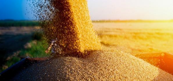 Clima afetou milho na fase reprodutiva, diz Conab 