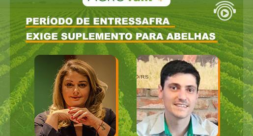 Período de entressafra exige suplemento para abelhas 