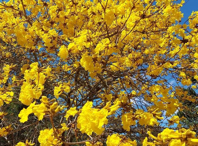 Foto: Ipê em Passa Quatro (MG), por Beatriz Moreno