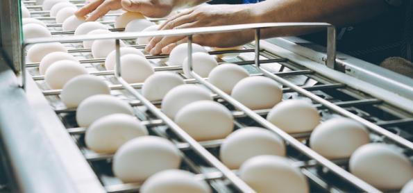 Produção de ovos no Brasil diminuiu devido à seca