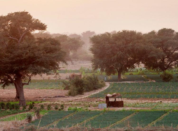Foto: FAO/Giulio Napolitano/ONU News
