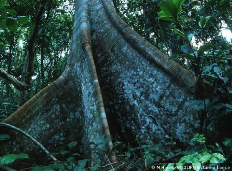 Foto: Derrubada de florestas é uma das principais causas das mudanças climáticas (DW)