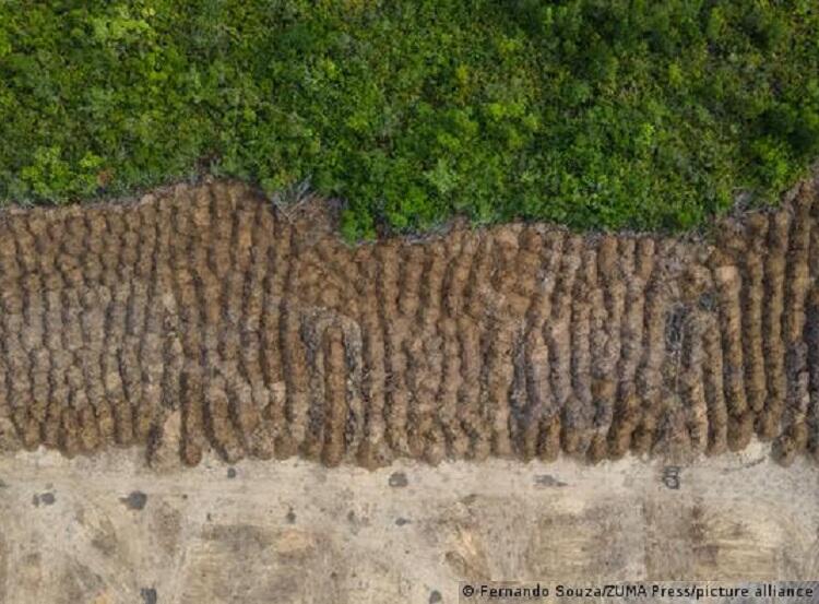 Amazônia tem maior desmatamento em dez anos, diz Imazon