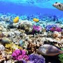 Unesco descobre um dos maiores recifes de corais do mundo