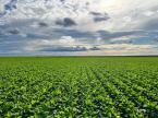 Foto: Fazenda Rio do Meio - Bahia - BrasilAgro