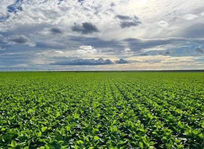 Foto: Fazenda Rio do Meio - Bahia - BrasilAgro